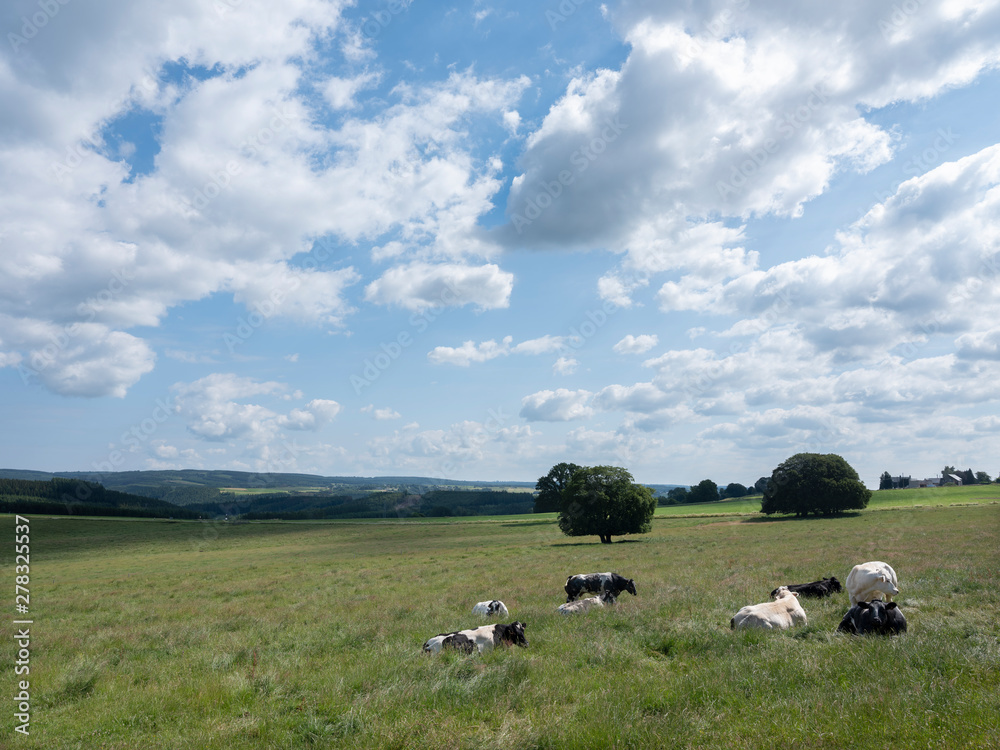 summer landscape with cows near la roche in the belgian ardennes summer landscape with cows near la roche in the belgian ardennes