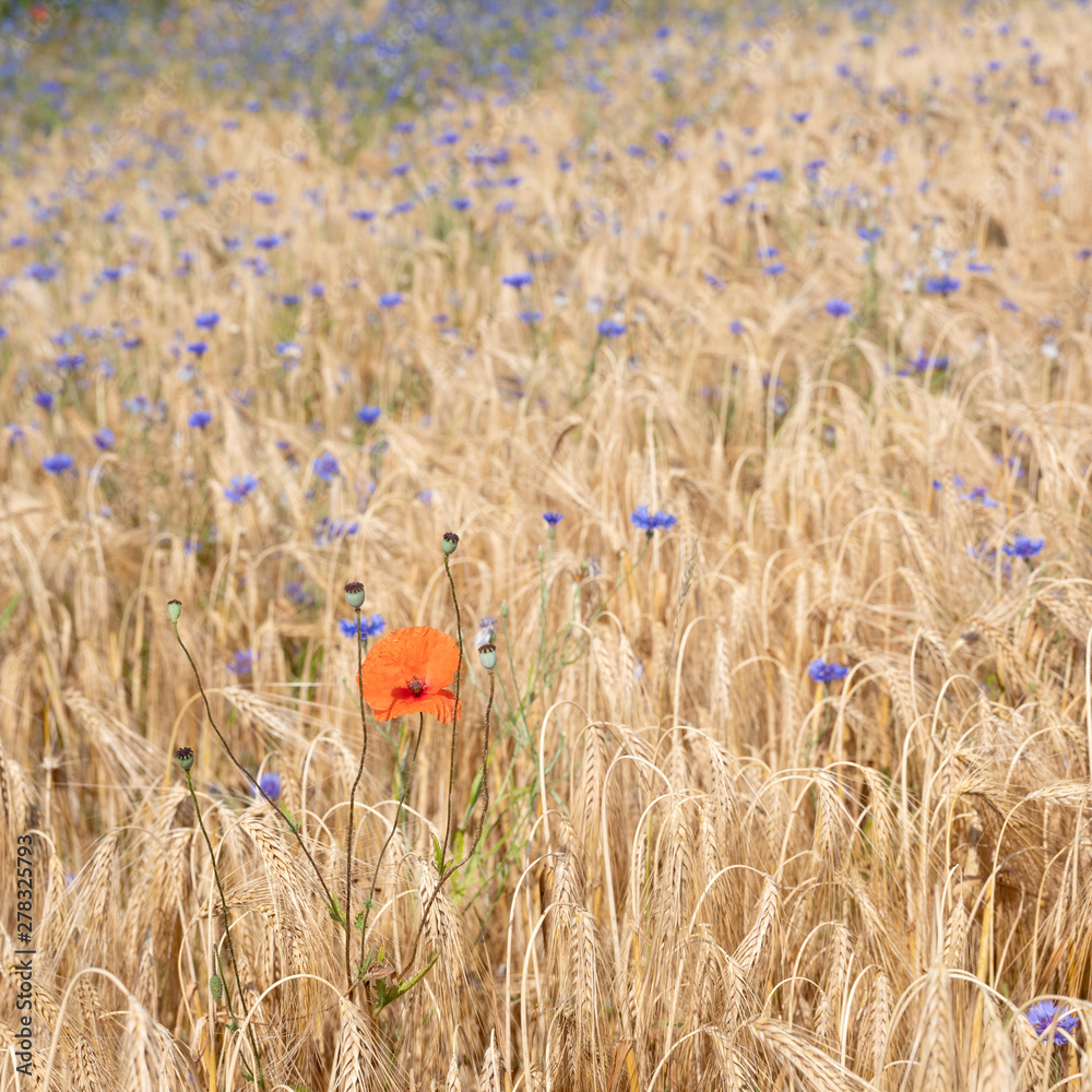 Naklejka premium wheat field with corn flowers and poppies
