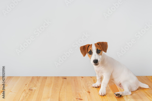 Cute jack russell dog sitting on wooden floor with profile view.