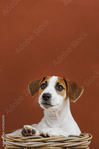 Fototapeta Naklejka Na Ścianę i Meble -  Cute Jack Russell Terrier puppy portrait.