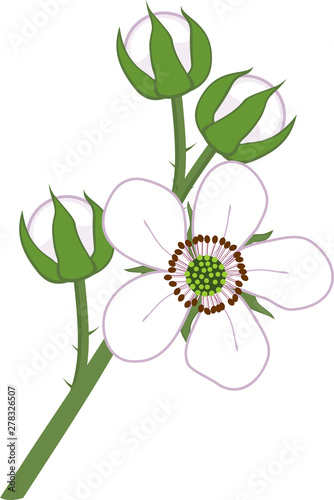 Flowers of blackberry isolated on white background