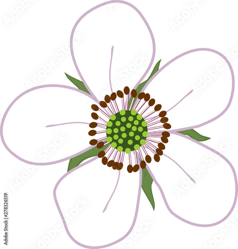 Flower of blackberry with white petals and green sepals isolated on white background	