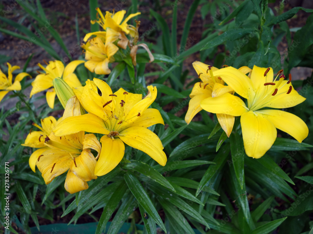 Many large flowers of yellow lilies close-up 