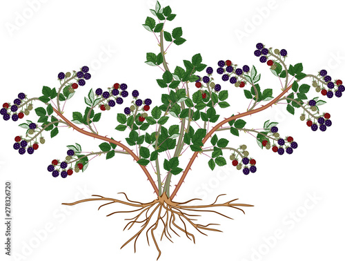 Blackberry shrub with ripe berries, green leaves and root system isolated on white background