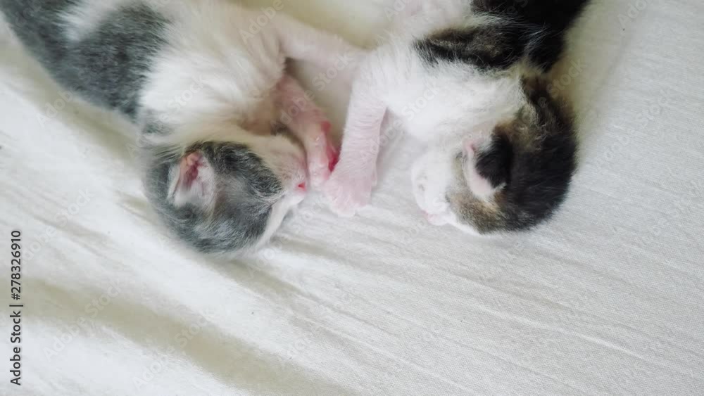 funny video two pets cute newborn kittens sleep teamwork on the bed . pets concept pets concept. little cats striped sleep on friendship and love white lifestyle background funny video two pets cute newborn kittens sleep teamwork on the bed . pets concept pets concept. little cats striped sleep on friendship and love white lifestyle background