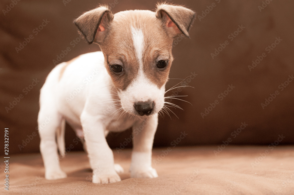Cucciolo di Jack Russell Terrier