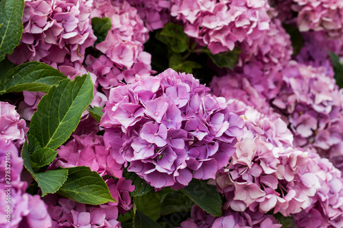 many pink flowers together and green leafs