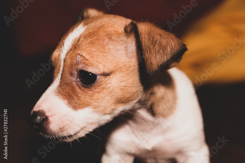 Cucciolo di Jack Russell Terrier