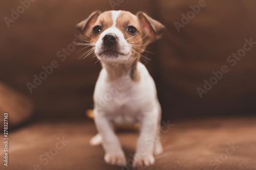 Fototapeta Naklejka Na Ścianę i Meble -  Cucciolo di Jack Russell Terrier
