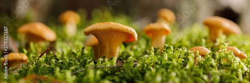 Chanterelle mushrooms on green forest moss. Bright mushrooms in the summer forest. © Danil
