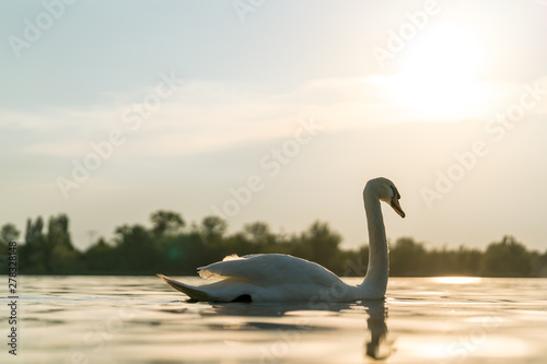 Swan on a lake  beautiful sunset