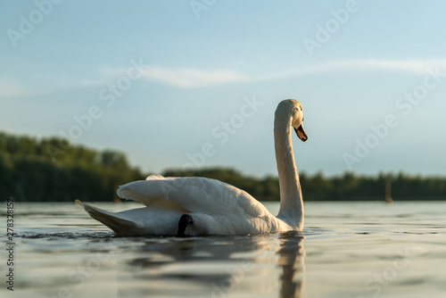 Fototapeta Naklejka Na Ścianę i Meble -  Swan on a lake, beautiful sunset