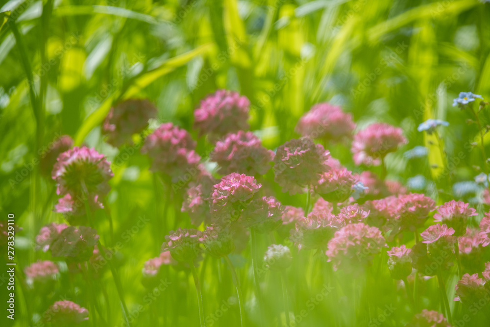 Band aus roten Blumen im grünen Gras Band aus roten Blumen im grünen Gras