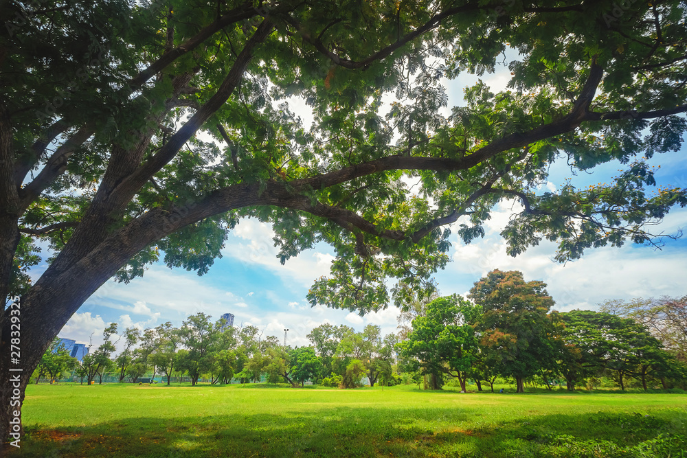 Beautiful park scene in public park with green grass field,