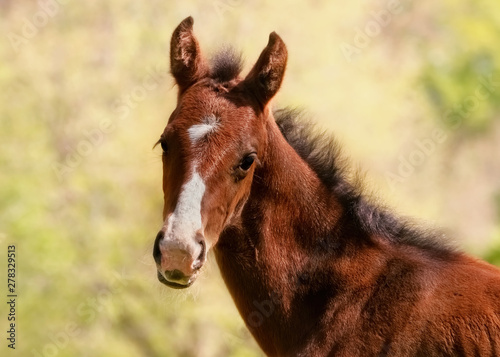 Portrait eines fuchsfarbenen Araberfohlens auf einer sonnigen Weide