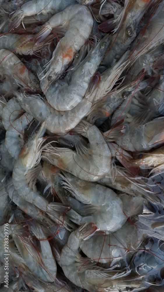 fresh fish at the market fresh fish at the market