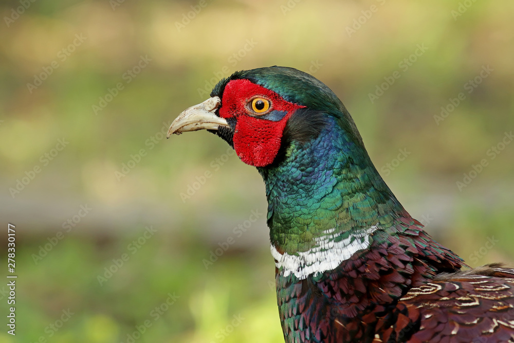 Fototapeta premium bird on a branch