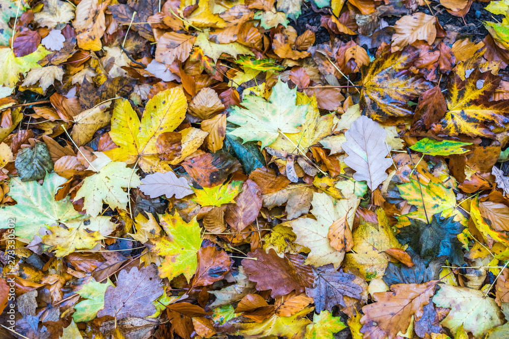 Auf dem Boden liegende Blätter im Herbst
