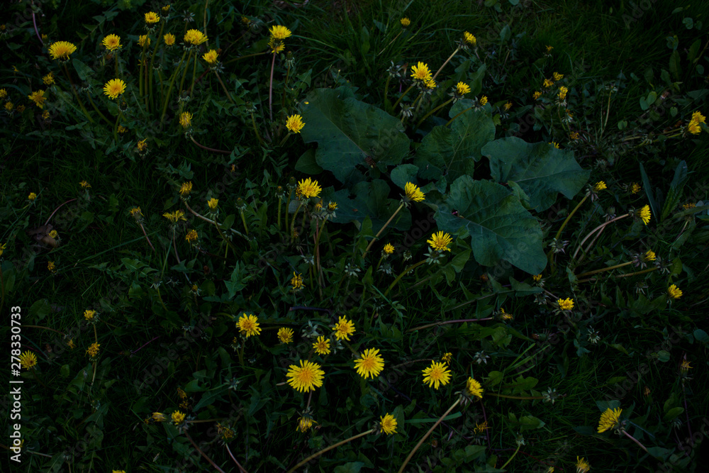 Yellow dandelion flowers on green grass as background. Yellow dandelion flowers on green grass as background.