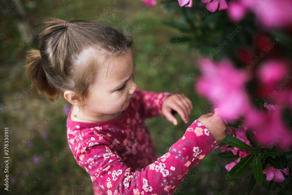 child examines and studies bush with pink flowers child examines and studies bush with pink flowers