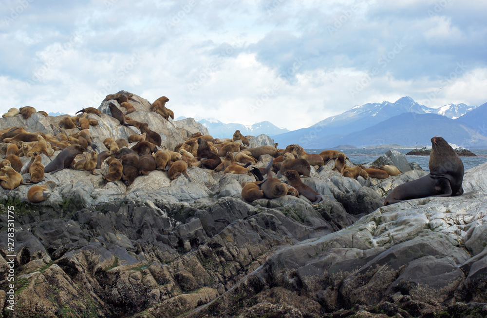 Seals on the Beagle Channel, Argentina Seals on the Beagle Channel, Argentina