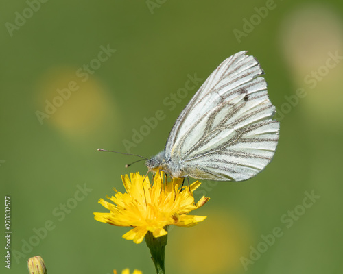 Green-veined white (Pieris napi) butterfly feeding nectar from a Common Hawkweeds © Juha Saastamoinen