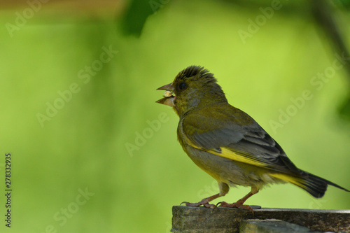 Green Goldfinch sits on the feeder and eats seeds and sunflower