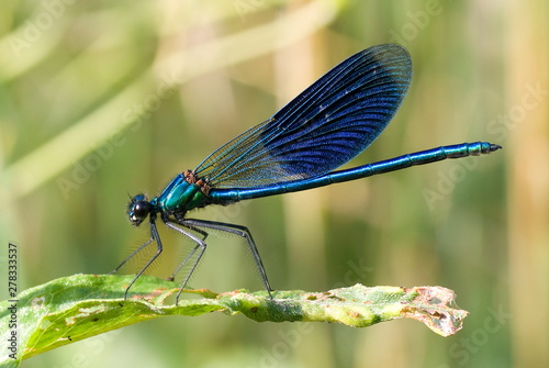 Fantastic blue dragonfly sitting on leaf. Macro photography. Bugs life