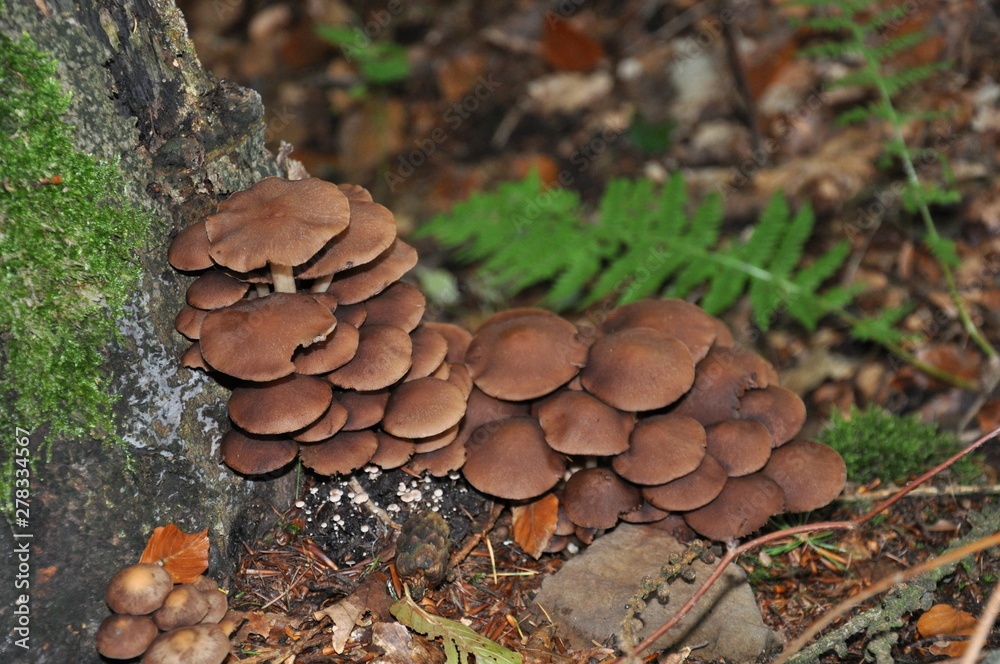Mushrooms in the forest. Macro photography. Mushrooms in the forest. Macro photography.