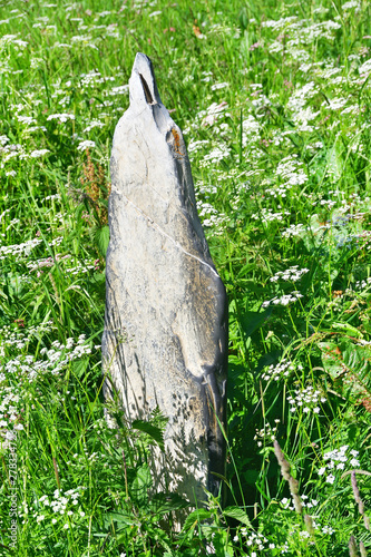 The gravestone of 1929 year on old abandoned cemetery in  upper point of Zrugskoe  gorge near abandoned village of Khozitykau in summer.Russia, North Ossetia photo