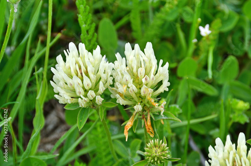 Russia, North Ossetia - Alania. Zrug gorge. White clover blossom