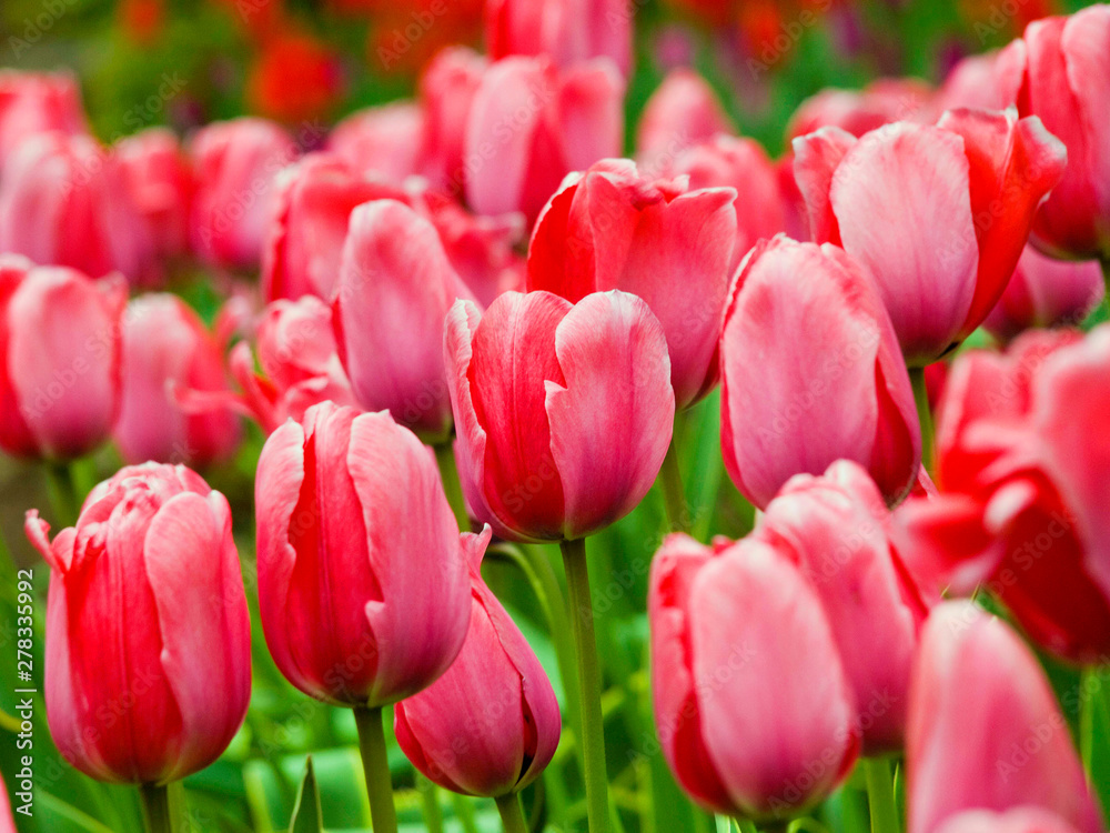 Amazing tulips flowering in the garden. Close up background morning nature Amazing tulips flowering in the garden. Close up background morning nature