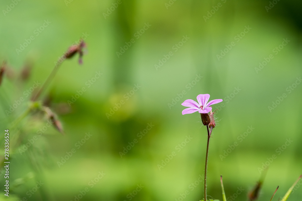 einzelne rosa Blume mit grünem diffusem Hintergrund
