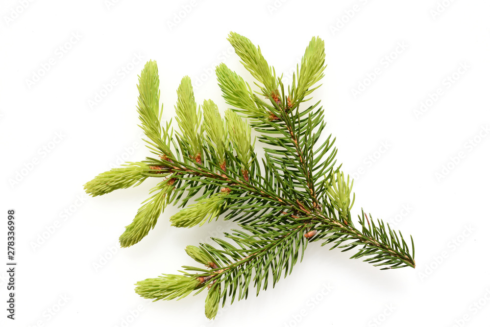 Photography Poster Fichte, Fichtenzweig, Fichtenast, Picea, abies