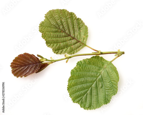 Erlenblatt, Blatt, Erle, Schwarzerle, Alnus, glutinosa photo