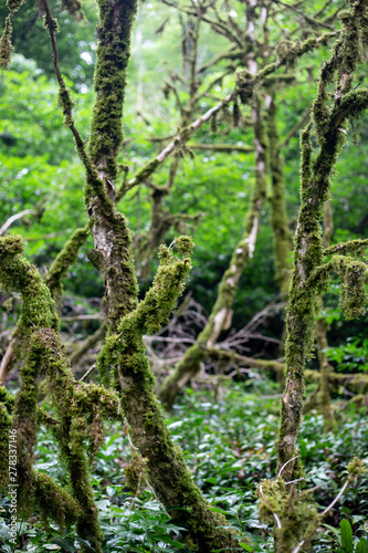 Popular tourist route in Yew-Boxwood Grove Big Circle in Caucasian biosphere reserve, Khosta district of Sochi, Russia.