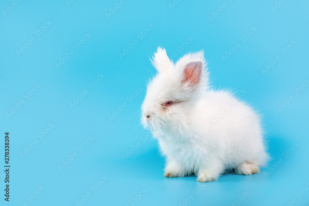Happy Easter Day. White rabbit on blue background. Cute White baby bunny on blue background. Happy Easter Day. White rabbit on blue background. Cute White baby bunny on blue background.