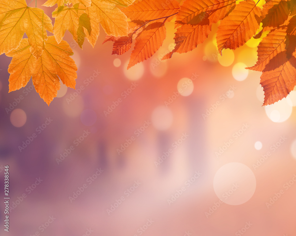 Autumn background. Orange leaf in autumn park on a blurred background