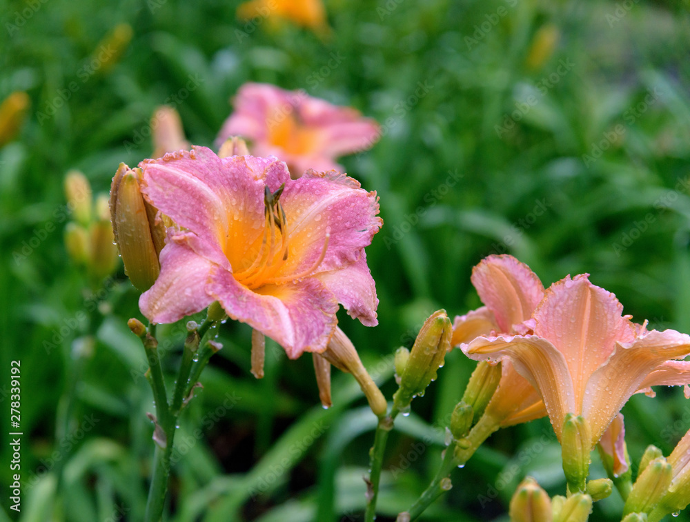 Daylily bush in garden Daylily bush in garden