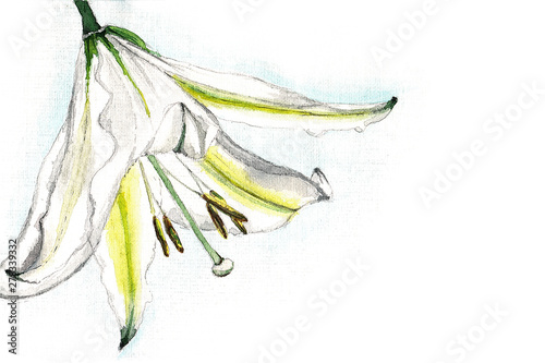 white Lily close-up watercolor - illustration