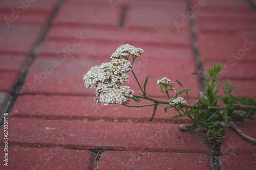 the small plant has broken through between paving slabs and grows
