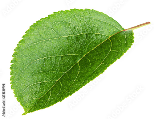 apple leaf  isolated on white background  clipping path  full depth of field