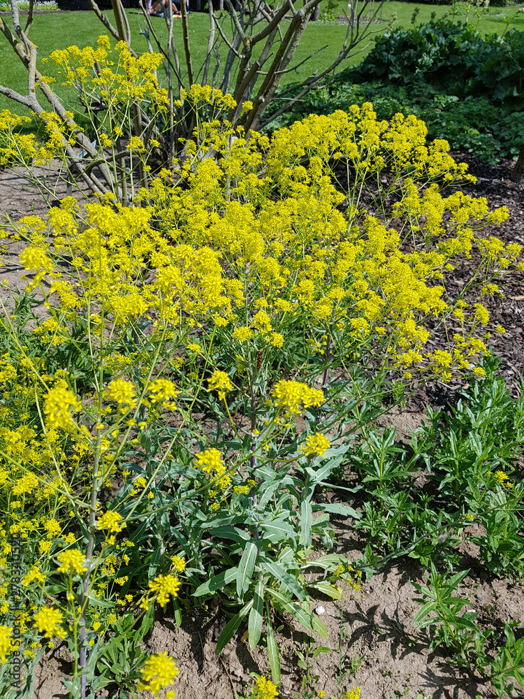 Fototapeta premium Faerberwaid, Isatis, tinctoria