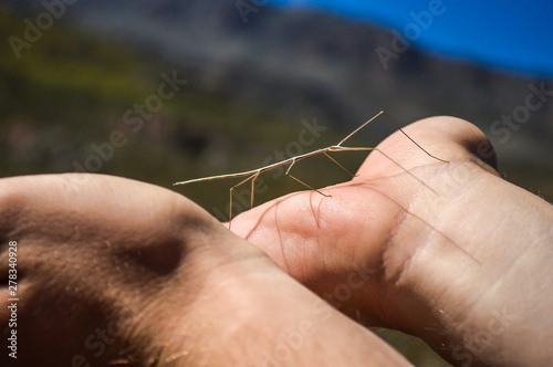 Stick Insect Walking on Hands in the Mountains photo