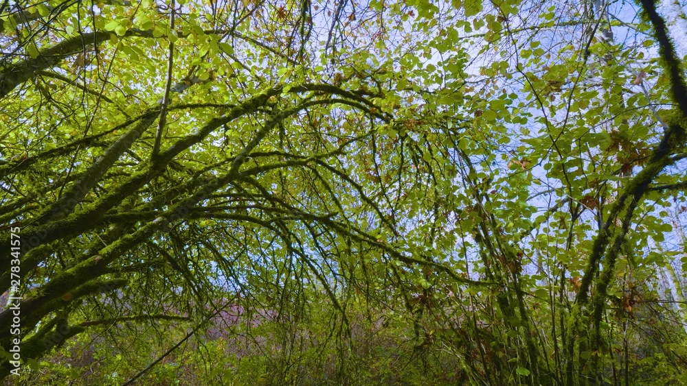 Fototapeta premium tree in forest