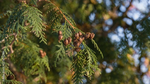 branch of a cedar