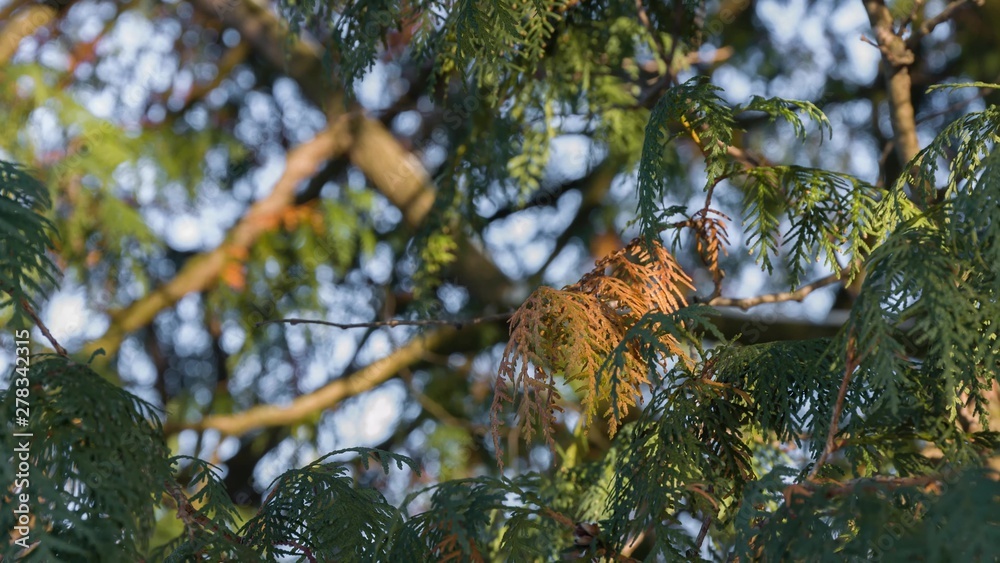 tree in autumn