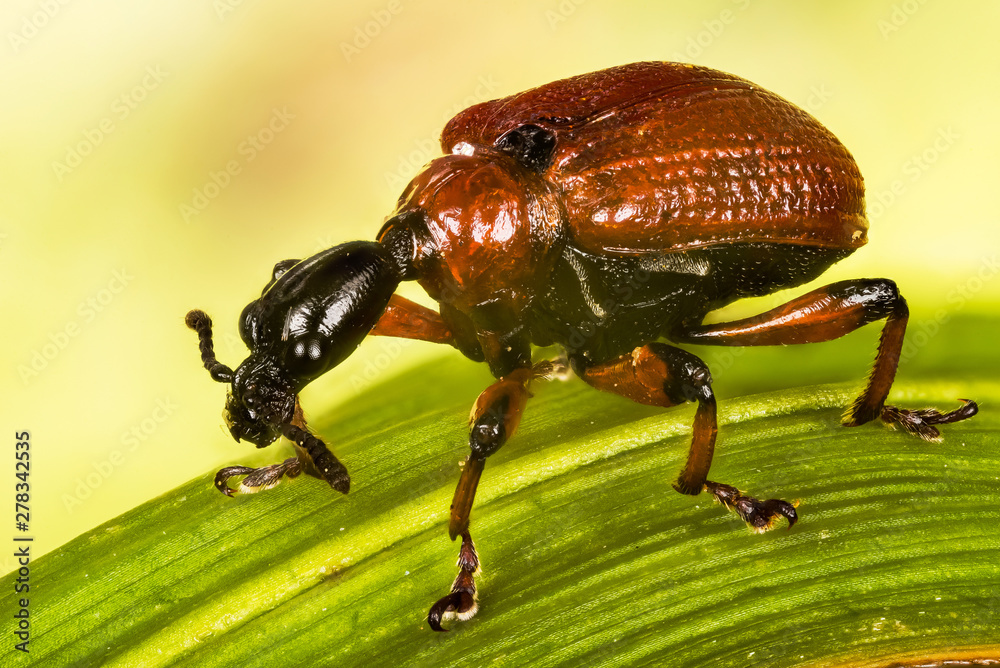 Hazel Leaf-roller, Hazel Leaf-rolling Weevil, Apoderus coryli, Attelabidae Hazel Leaf-roller, Hazel Leaf-rolling Weevil, Apoderus coryli, Attelabidae