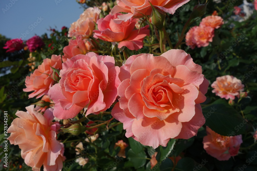 Fototapeta premium rose in garden