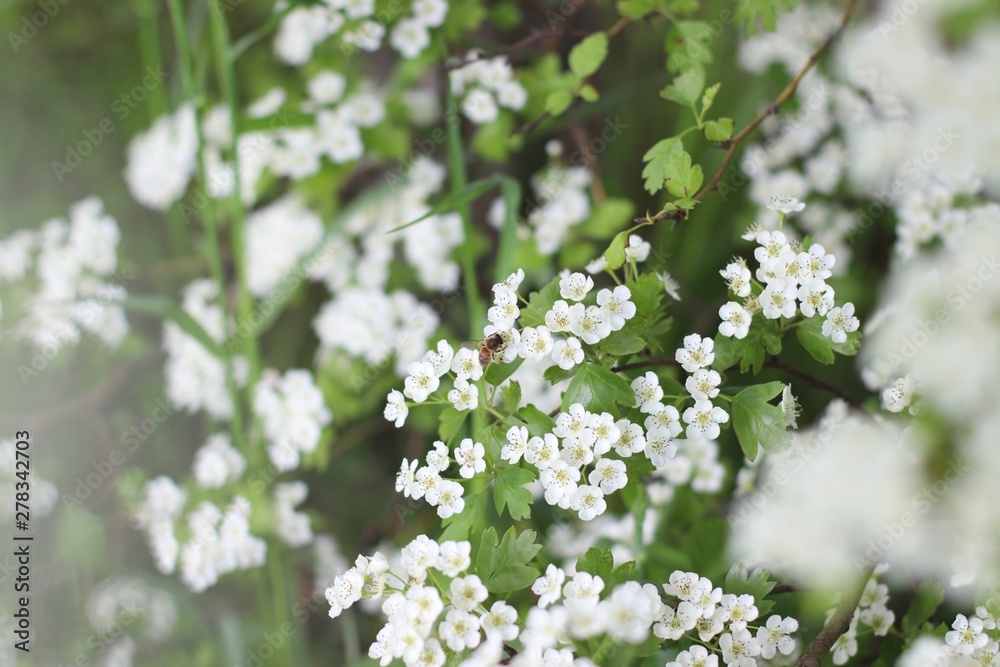 Bee on white flowers. Captured in the Netherlands Bee on white flowers. Captured in the Netherlands
